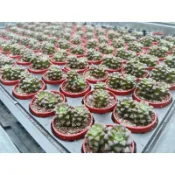 🌵1吋迷你盆【 花吹雪 】多肉植物、仙人掌🌵
