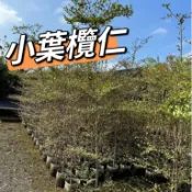 田尾玫瑰園 l 小葉欖仁、細葉欖仁、非洲欖仁樹【八吋美植袋】庭院樹 行道樹 (田尾在地商家)