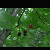 妞妞花園 山櫻花 種子 50顆 50元