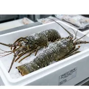 【海鮮7-11】生凍龍蝦  100-150克/單隻 🚩殼薄肉多的龍蝦，美味極佳！  **單隻175元**