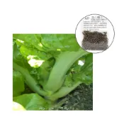 (店+)【蔬菜之家】A27.菜心種子1000顆(大心芥菜.刈菜心 節間長，莖中粗，皮較薄 )葉菜類種子