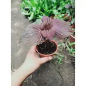 cây giống tía tô nhỏ 紫蘇苗
