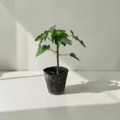 植物空間 台農二號木瓜3寸 產量高 木瓜苗 品質優良