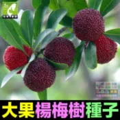 🍒㊣【我會發芽】大果楊梅種子 楊梅樹籽 樹莓 家庭盆栽庭院地栽水果樹 易栽好活 陽台盆栽 5粒/包