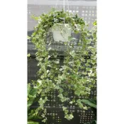 李家果苗 常春藤 5吋吊盆 觀葉植物 特價260元 超商最多寄6棵