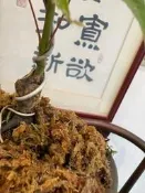 特殊日本紅楓樹名字叫做藝者也瘋狂！小品盆栽他的葉子很特別顏色變化很大日照充足的條件紅的時間也比較久便宜賣優惠免運