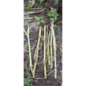 新品項 買5送1 種植牧草苗 牧草老梗，種植用老梗，種植牧草 狼尾草 公廟拜拜