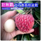 大丁香荔枝✅超矮化盆栽✅巨無霸品種+結過果 荔枝樹 鵝蛋荔枝 荔枝苗 大丁香荔枝 果苗 樹苗 矮化果樹 矮化盆栽 荔枝