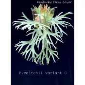 P. veitchii variant #C 立葉變異 鹿角蕨