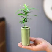 迷你花瓶 小花盆 羅漢松迷你筆筒型帶陶瓷瓶室內盆栽花卉綠植 桌面花瓶 花插