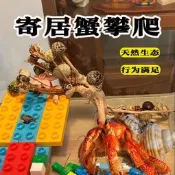 【可開發票】寄居蟹攀爬玩具藤條解悶玩具躲避屋水缸造景用品沈木杜鵑根樹枝