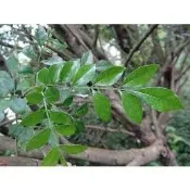 花蓮 天然 無毒 無農藥 光臘樹樹苗 5-10公分 裸根苗（獨角仙的最愛）
