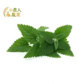現貨隔日寄 清新檸檬貓薄荷種子 喵皇最愛 陽台輕鬆種～驅蚊又療癒 新手必敗香草盆栽DIY