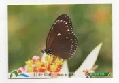 明信片- 空白名信片 小紫斑蝶明信片 台中郵局