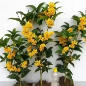 桂花 3吋 矮化盆栽地栽桂花苗四季開花花卉植物濃香型陽臺庭院種植開花綠植 金桂 八月桂  日香桂 月月桂 沉香桂 桂花苗
