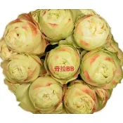 玫瑰天地 賣場3盆起才有寄送 3吋品種玫瑰苗 一箱最多8盆 奇拉BB