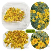 「擺盤裝飾 新鮮 無毒」食用花卉 芳香萬壽菊花 萬壽菊 黃色花 黃色小花 慶典祭祀