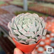 一吋迷你盆【革命】多肉植物|多肉|景天科｜療癒小物| 組盆|可愛|［Xuan肉園］