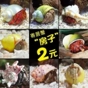 免運🔥寄居蟹專用沙天然墊材珊瑚沙菲律賓沙原生貝殼砂三湖慈鯛底砂魚缸造景高鈣潔淨爬寵飼養底沙無雜質