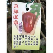 飛彈蓮霧 請先洽詢確認 蓮霧苗 泰國 高壓苗 樹苗 盆栽 黑蓮霧 泰國黑 白蓮霧 青蓮霧 紅巴掌 香水 巧克力 子彈