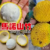 ☆麻絲園種苗☆ 新興果樹/ 馬諾山竹嫁接苗