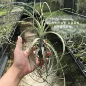 柳葉 Tillandsia balbisiana 空氣鳳梨 空鳳 鐵蘭