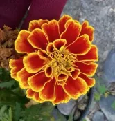 孔雀菊，*新娘花*原民愛的，種子 ( 草花 ) - 萬壽菊  (  孔雀 菊 )150元（30元x6包）*可搭配等價種子