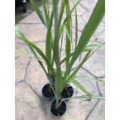 香矛/香草可食用植物