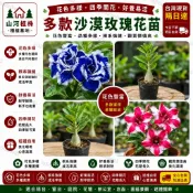 台灣現貨 🌹【沙漠玫瑰苗】🌹 藍色芭蕾名貴品種四季播種陽臺盆栽植物花卉種子 重辦沙漠玫瑰 玫瑰花 沙漠玫瑰種子 農場直發