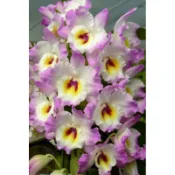 大眾蘭園  春石斛  Den.Sweet Pink