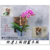 〈柯比植物〉快速上板掛籃木板 植物板植物框 蕨類上板神器 塑膠植物板透氣板 女王亞猴巨獸鹿角蕨  植床板 蘭花