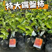 田尾玫瑰園 l 〔嫁接苗〕特大鑼盤柿、柿子【4.5吋盆 高度約30cm】水果苗 果樹 (植物眾多歡迎詢問)