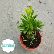初花農場|金鑽羅漢松、運轉羅漢松、閃電(蛟龍)羅漢松，虎斑羅漢松、彩鑽羅漢松、綠鑽羅漢松、雀舌羅漢松|3吋盆