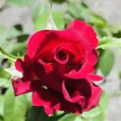 《雪莉》🈶貨 🌹 玫瑰花盆栽苗 🌹 玫瑰苗 🌹 玫瑰花苗 🌹 玫瑰盆花 🌹玫瑰花🌹
