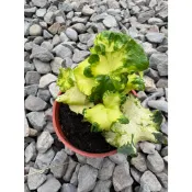 植系青屬-日本月光常春藤/常春藤/新品種/觀葉植物/三吋盆