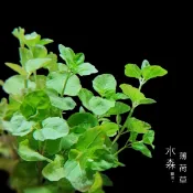 【水森職栽】(水中葉) 薄荷草 / 心葉水薄荷 免CO2 中後景 綠色水草造景 難度/簡易 SE130