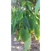 檳榔心芋頭、芋苖、芋艿苖、芋頭苖、芋頭球根、芋頭根莖、芋頭莖球