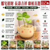 不怕養不活｜水培土栽自由選🚀現貨墨西哥鐵樹寶寶 幸運樹種苗 可水耕植物 綠植 桌面工位盆栽 四葉草裝飾植物 空氣淨化室內