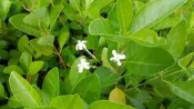 ╭＊田尾玫瑰園＊海邊植物-(苦林磐)高1尺25元...10株250元/組出售