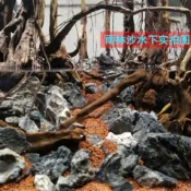 協貿國際日用品生活5館 魚缸沙底砂造景沙雨淋沙化妝沙鼠魚沙草缸熱帶雨林沙彩色沙子細沙