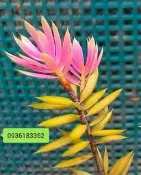 紅芽坪林油杉苗