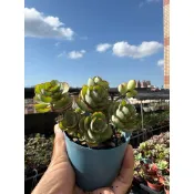 多莉🌸多肉「翩蝶之舞」