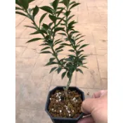 日本  八房柑｜4號盆｜果樹小品盆栽