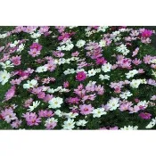 【野菜部屋~】T54 大波斯菊種子1公斤~混合色 花海種子 波斯菊種子~