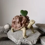 蘇卡達南非龜甲龍象龜