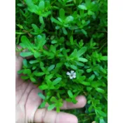 巴西小松子 超好養水草  十株 $20
