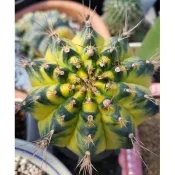 WYL仙人掌🌵孔雀種子（一份100顆）