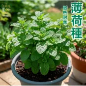 【隔日達 可食用薄荷種子】香草植物 盆栽薄荷 室內陽台 泡茶降暑 料理 驅蟲 香料 簡單好種