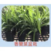 七葉蘭.班蘭葉.香蘭葉盆栽如果購買裸根苗栽會視購買數量材積修改運費130-210元不等奧
