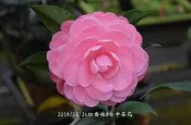 台中茶花- 紅喬依 -(原棵茶花)- ㄆ479